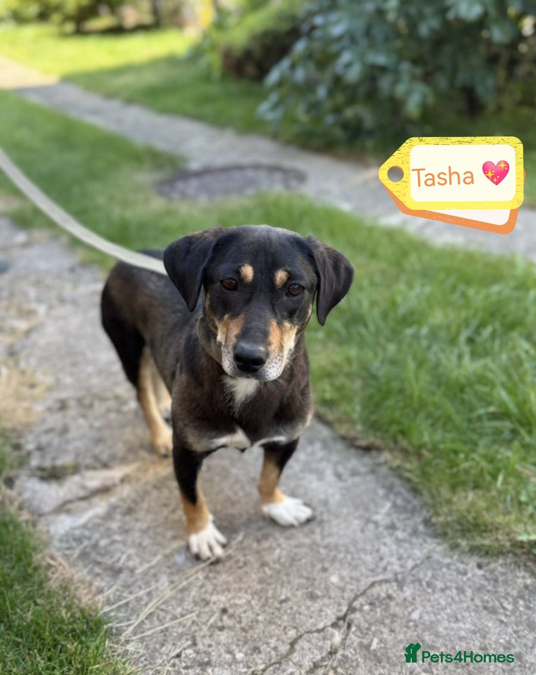 Mixed Breed dogs for adoption: 💖🐶 TASHA 🐶💖 - Image 1