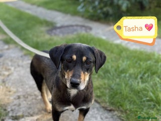 Mixed Breed dogs - Advert 30