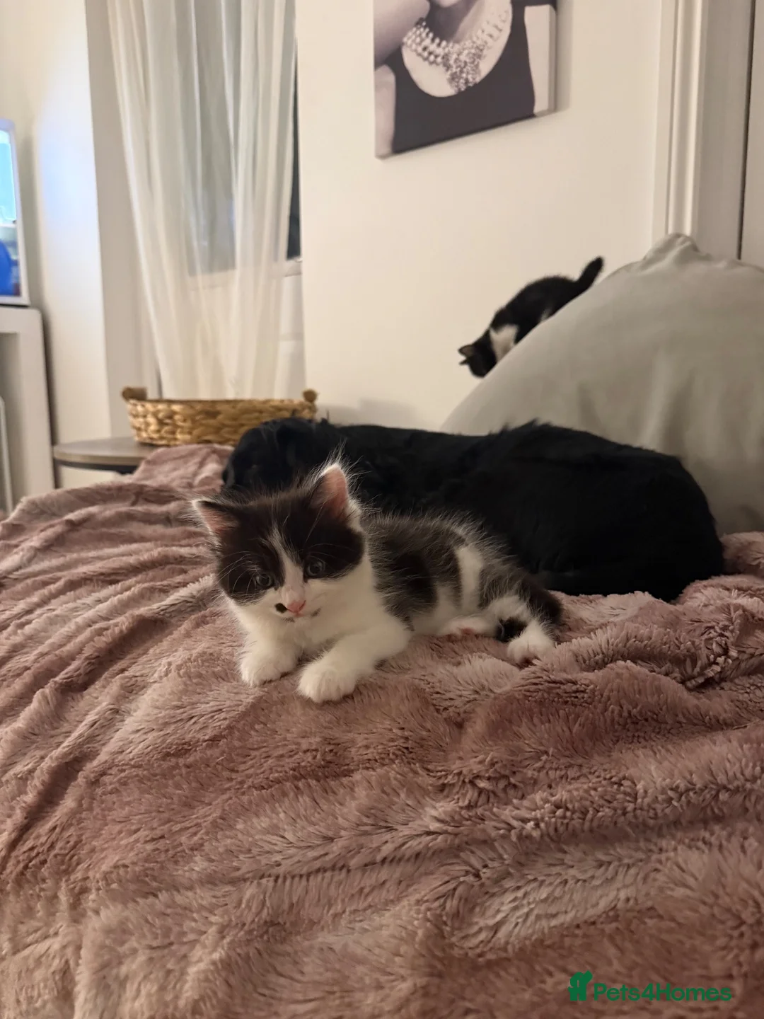 British Shorthair cats for sale: WANT THEM TO GO TOGETHER  in Littlehampton - Advert 2
