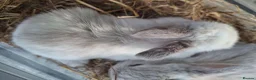 Mini Lop rabbits for sale: 6x Pure breed mini lop baby rabbits - Advert 18