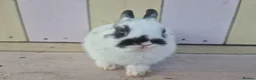 Netherland Dwarf rabbits for sale: 💜 PRETTIEST COLOURED NETHERLAND DWARF BABIES 💜 - Advert 24