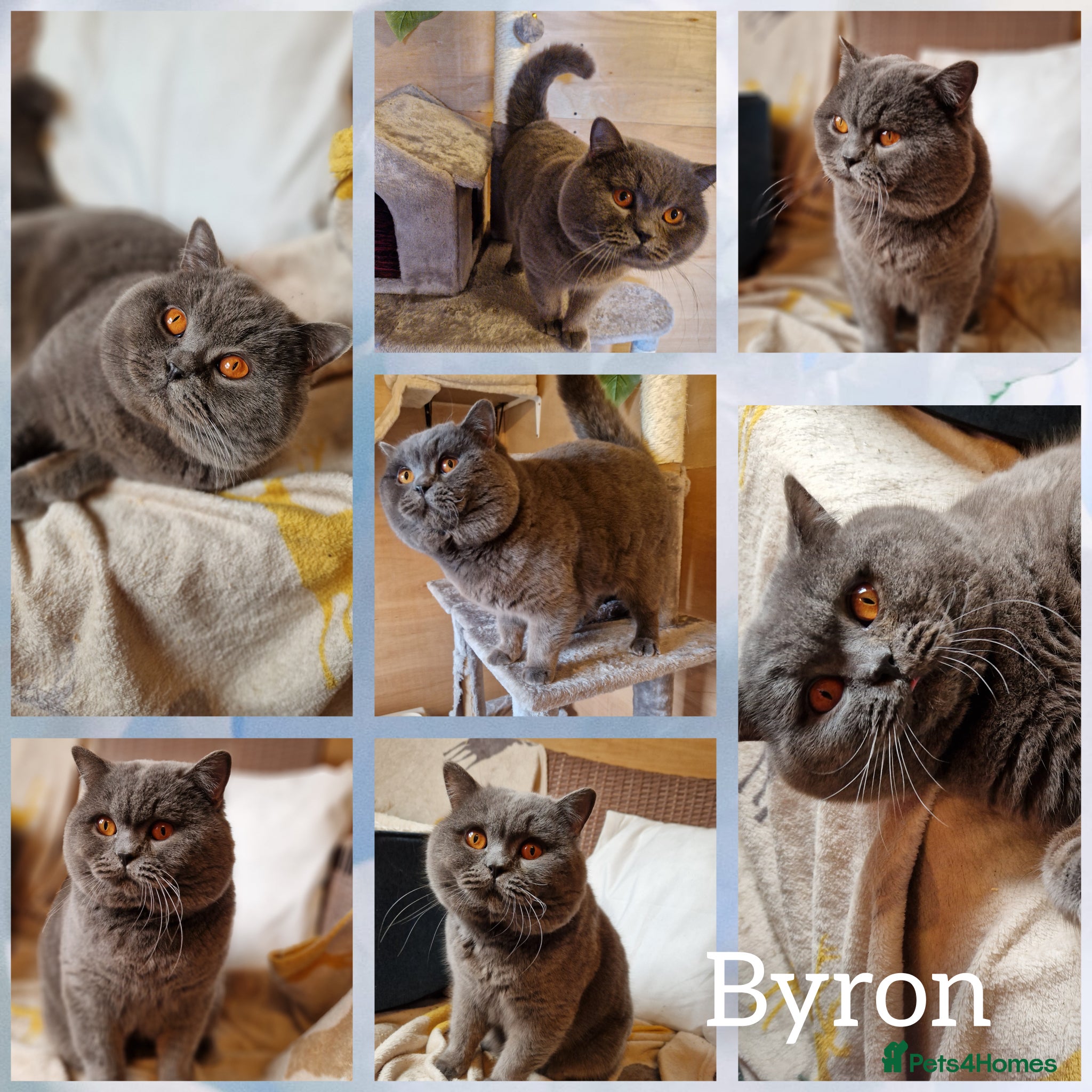 British Shorthair cats British shorthair for stud  - Advert 2