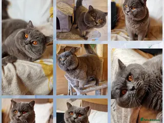 British Shorthair cats British shorthair for stud - Advert 2