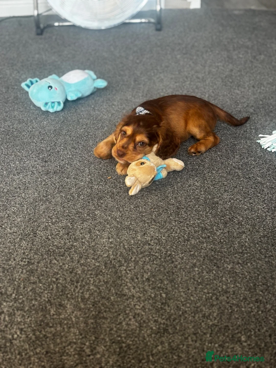 Cocker Spaniel dogs for sale: Male cocker spaniel  - Advert 1