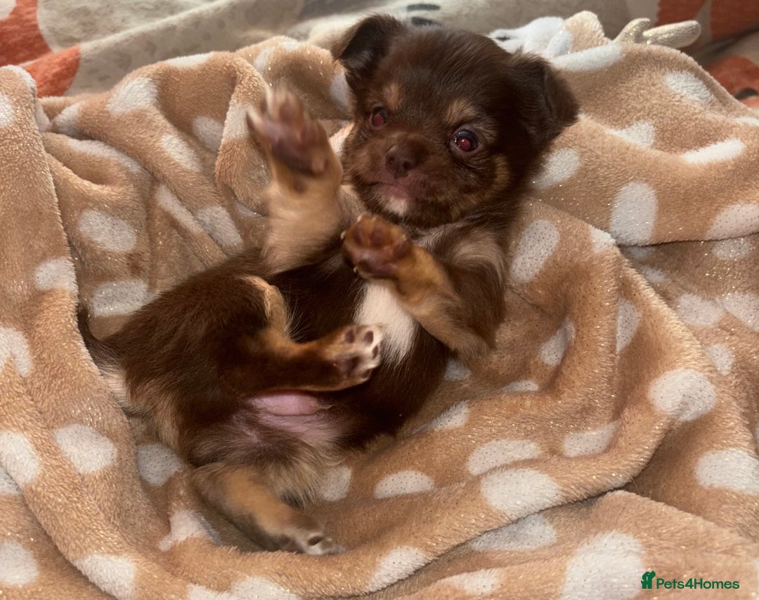 Chihuahua dogs for sale: Chocolate Chihuahua Males - Advert 5