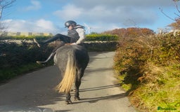 Hungarian warmblood horses for sale: Super 7 yr old mare (Hungarian import) - Image 16