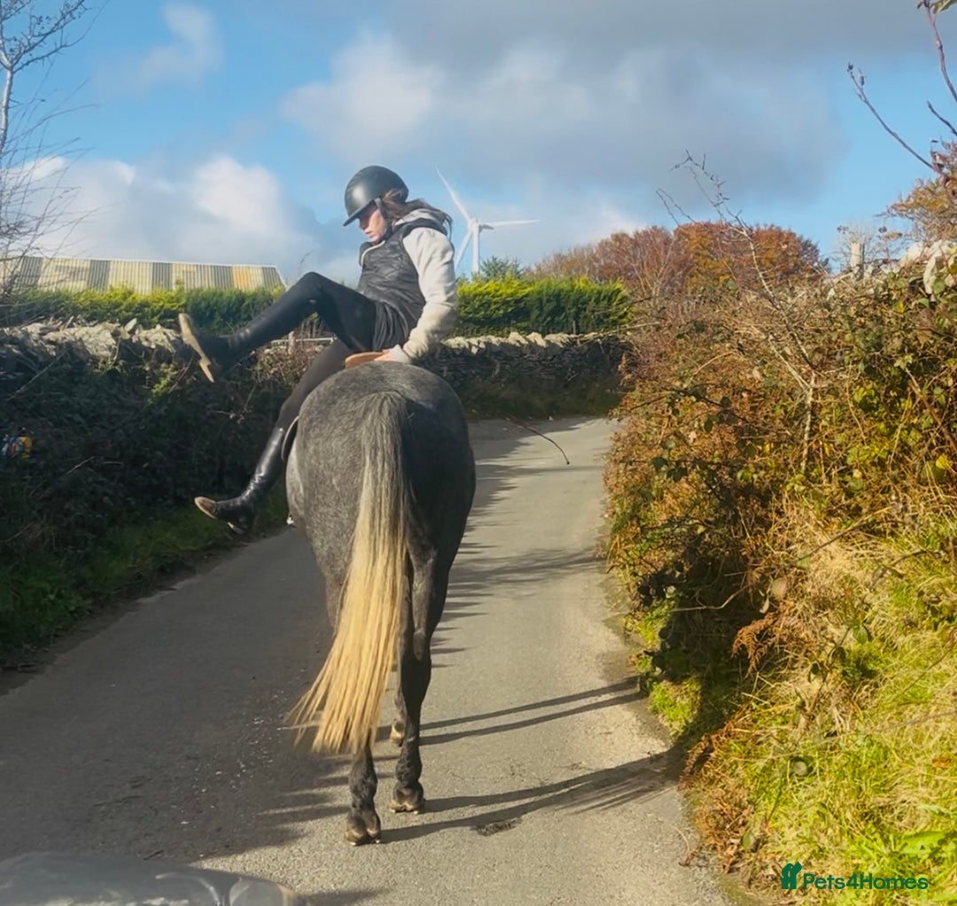 Hungarian warmblood horses for sale: Super 7 yr old mare (Hungarian import) - Image 16