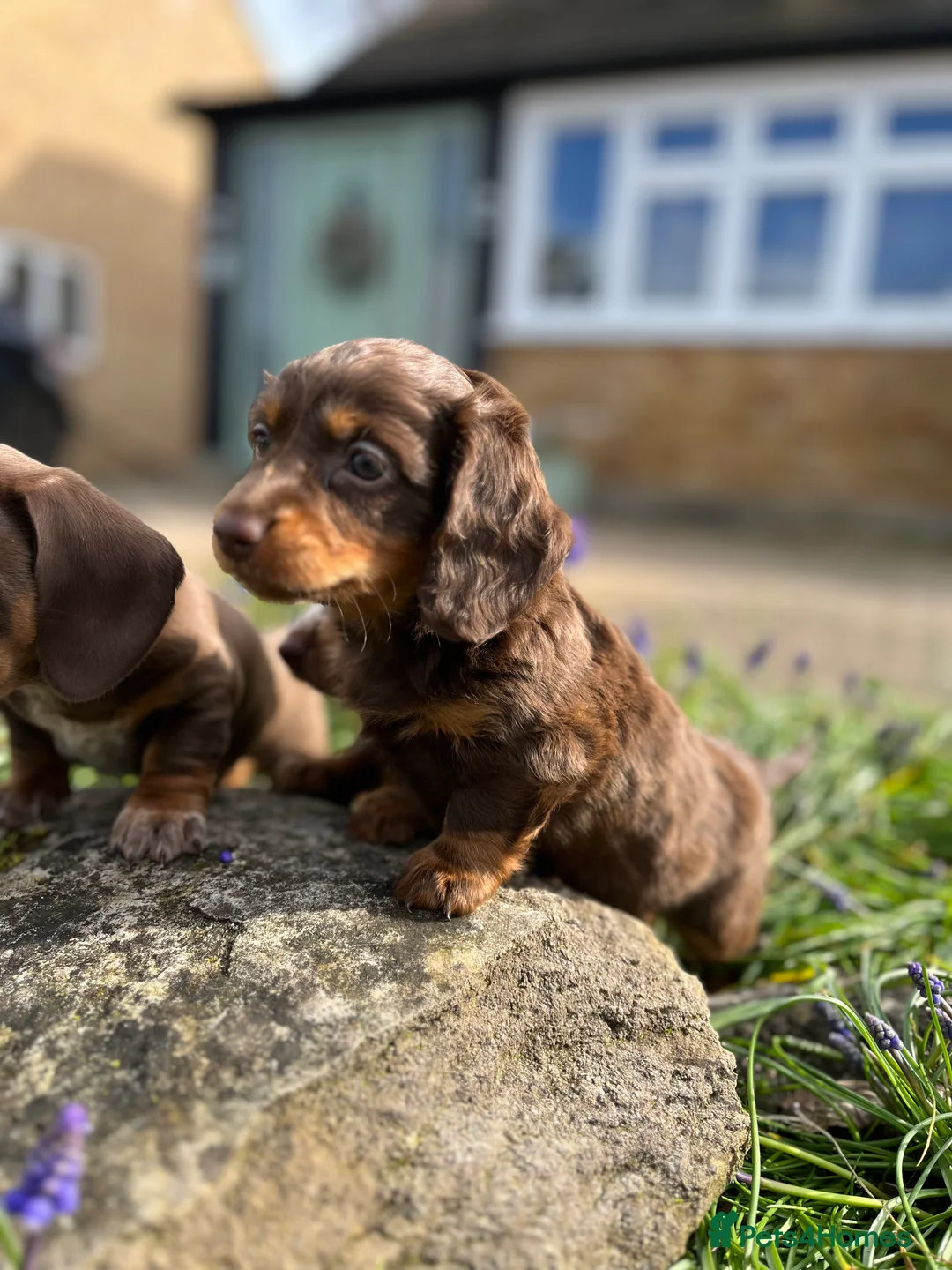 Miniature Dachshund dogs for sale: Long haired miniature dachshunds  - Advert 2
