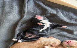 Cocker Spaniel dogs for sale: KC Cocker Spaniel Puppies  - Image 15