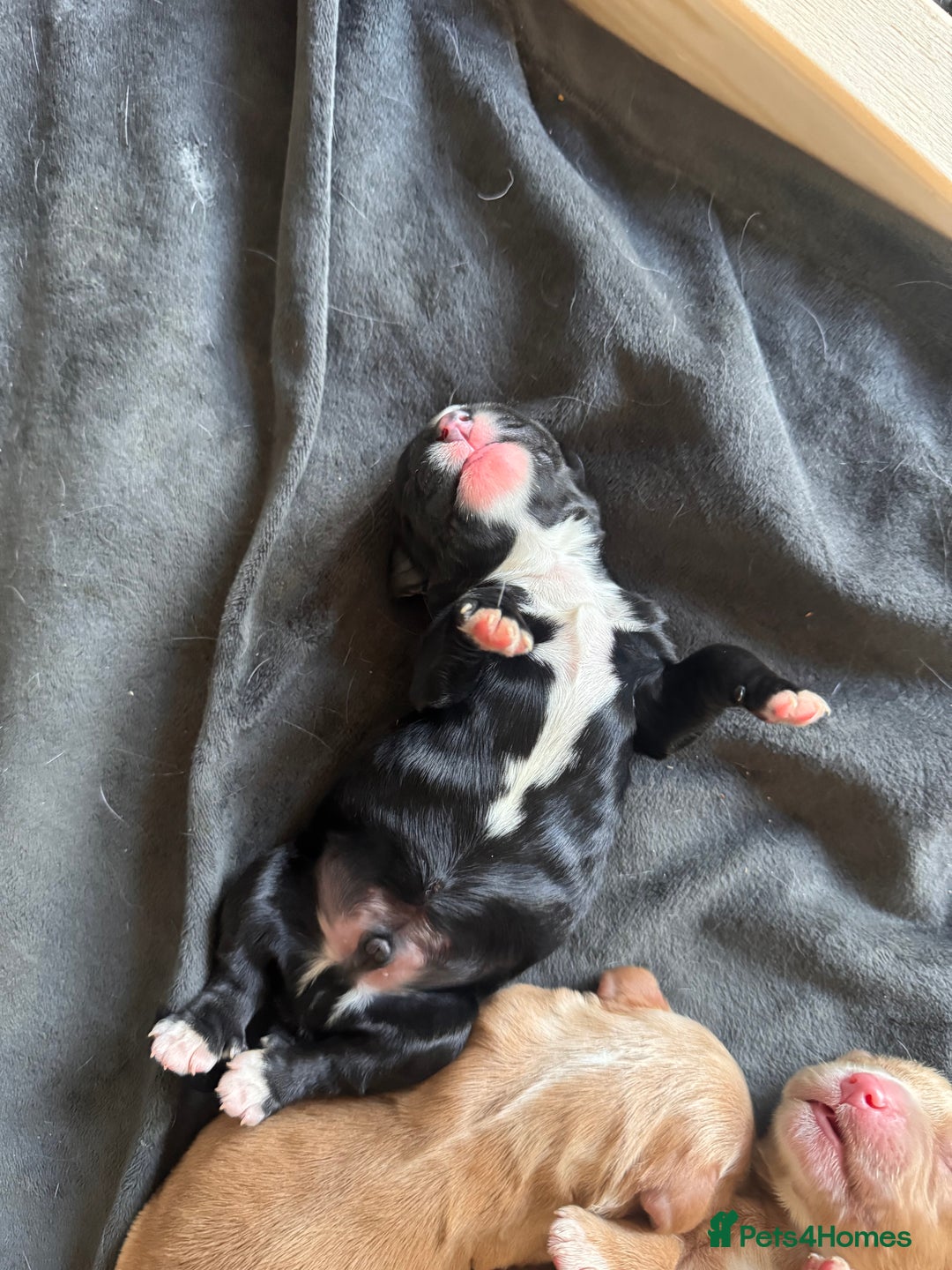 Cocker Spaniel dogs for sale: KC Cocker Spaniel Puppies  - Image 15