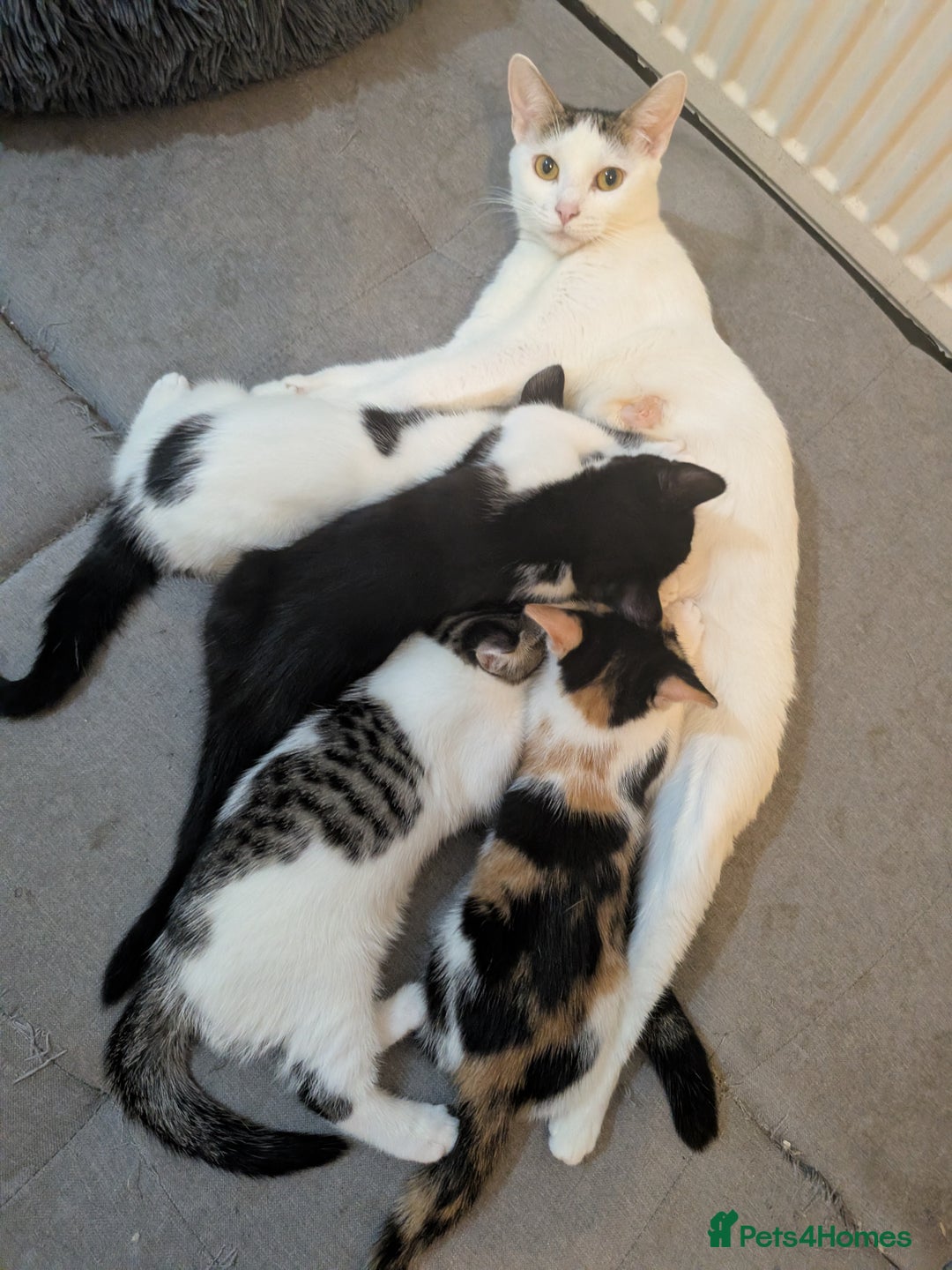 American Shorthair cats for sale: Cute American Shorthair kittens, 2M and 2F - Advert 1