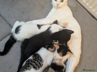 American Shorthair cats Cute American Shorthair kittens, 2M and 2F - Advert 4