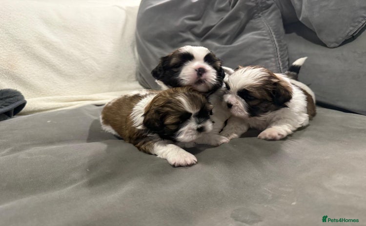 Shih Tzu dogs - Advert 3