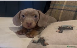 Miniature Dachshund dogs for sale: Gorgeous short & Long haired boys - Image 18