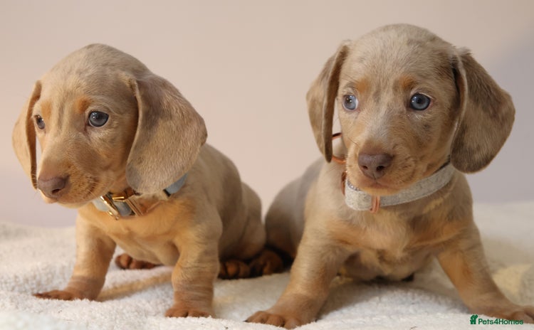 Miniature Dachshund dogs - Advert 15