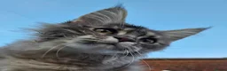 Maine Coon cats for sale: 😻 Blue Tabby Maine Coon XXL Russian Line Female  - Advert 24