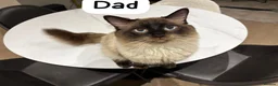 Ragdoll cats for sale: Ragdoll kittens looking for forever home💗 - Advert 15
