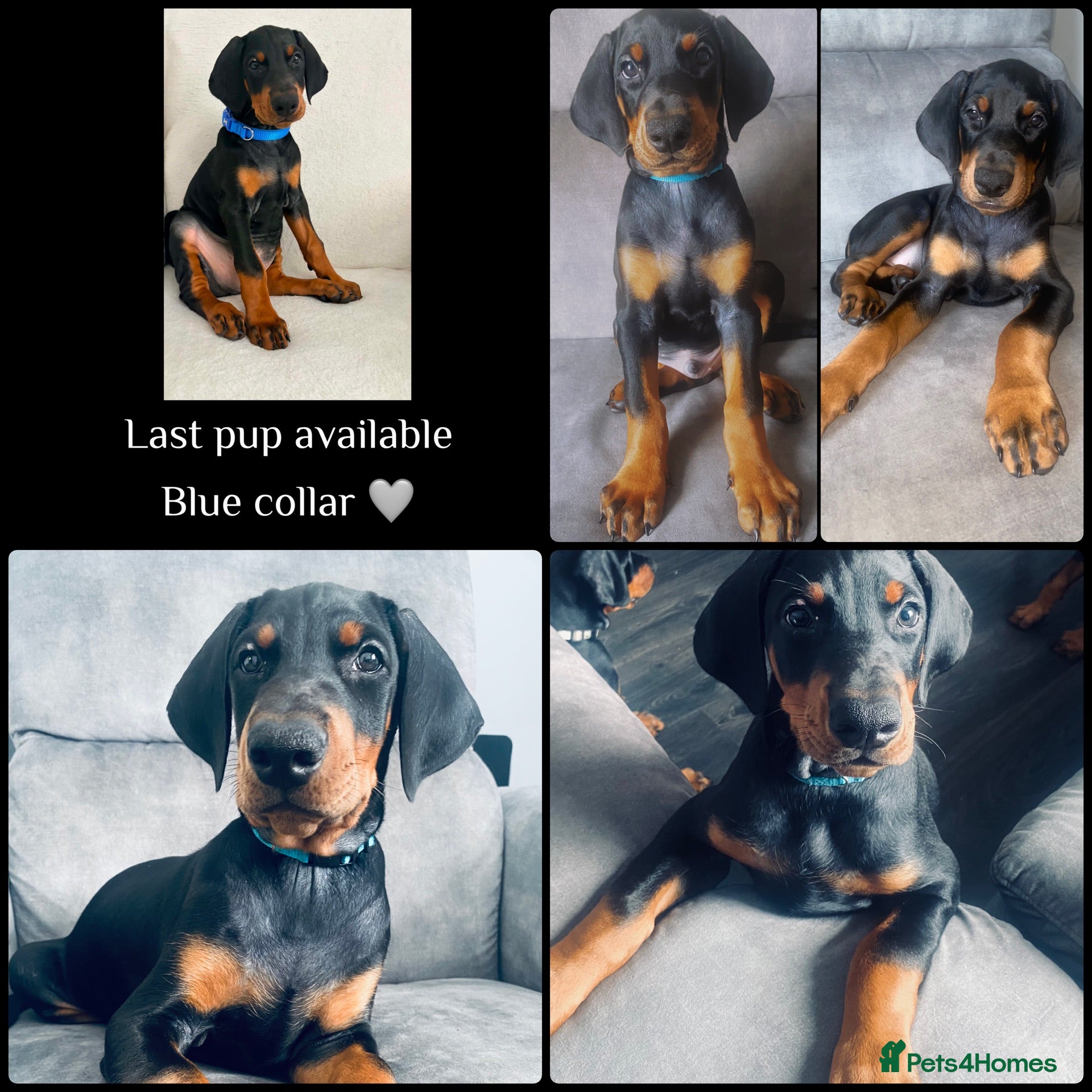 Dobermann dogs LAST KC REGISTERED - DOBERMAN PUPPY  - Advert 4