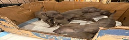 Italian Greyhound dogs for sale: 3 male Italian greyhound puppies for sale - Advert 10
