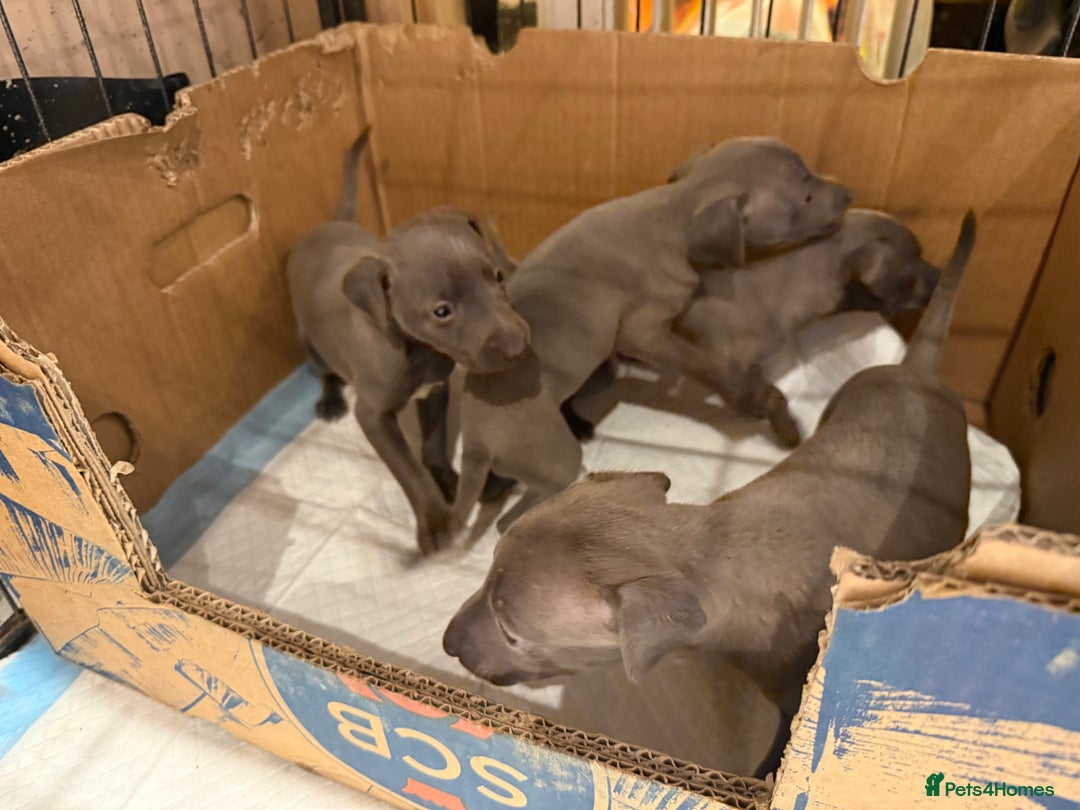 Italian Greyhound dogs for sale: 3 male Italian greyhound puppies for sale - Advert 10