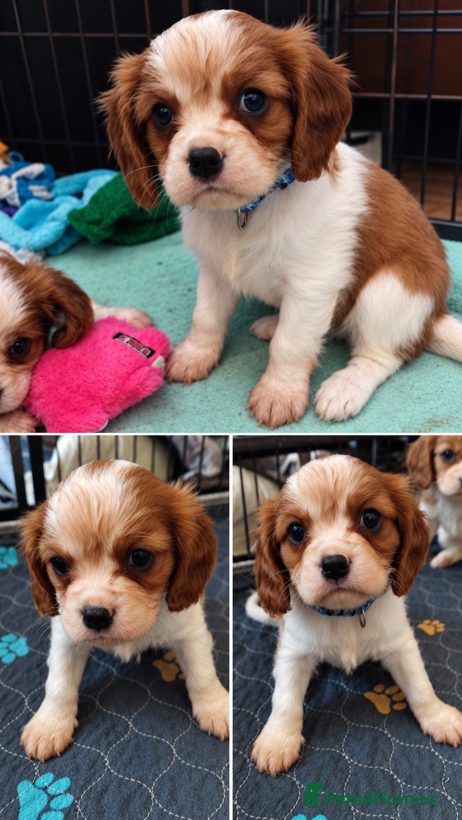 Cavalier King Charles Spaniel dogs King Charles cavalier puppies 2 boys left! - Advert 14
