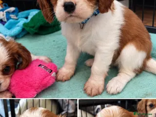 Cavalier King Charles Spaniel dogs King Charles cavalier puppies 2 boys left! - Advert 14