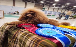 Toy Poodle dogs for sale: Deep red extra Tiny toy poodle KC registered puppy - Image 13