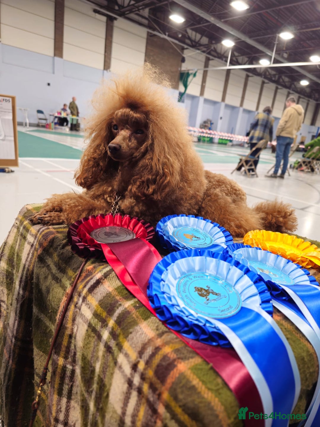 Toy Poodle dogs for sale: Deep red extra Tiny toy poodle KC registered puppy - Image 13