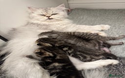 Mixed Breed cats for sale: Tabby and Persian mixed breed kitten  - Image 3