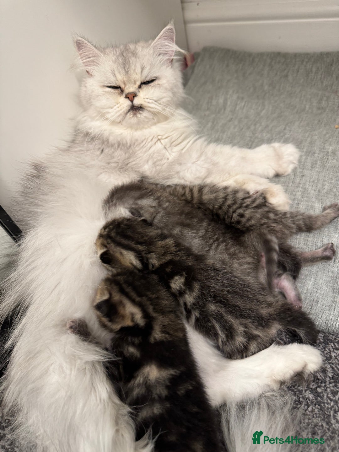 Mixed Breed cats for sale: Tabby and Persian mixed breed kitten  - Image 3