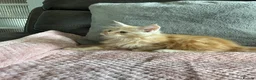 Maine Coon cats for sale: Stunning Maine Coon babies - Advert 13