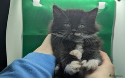 Mixed Breed cats for sale: Beautiful mix breed kittens  - Image 7