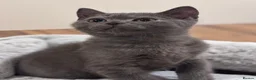 Scottish Fold cats for sale: Scottish Fold - Advert 1