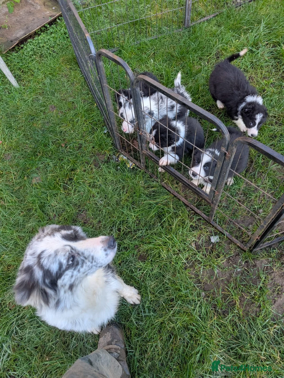 Border Collie dogs for sale: Border collie puppies merl and black/white - Advert 5