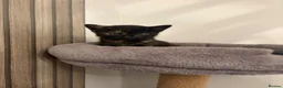 Mixed Breed cats for sale: Kittens - Advert 9