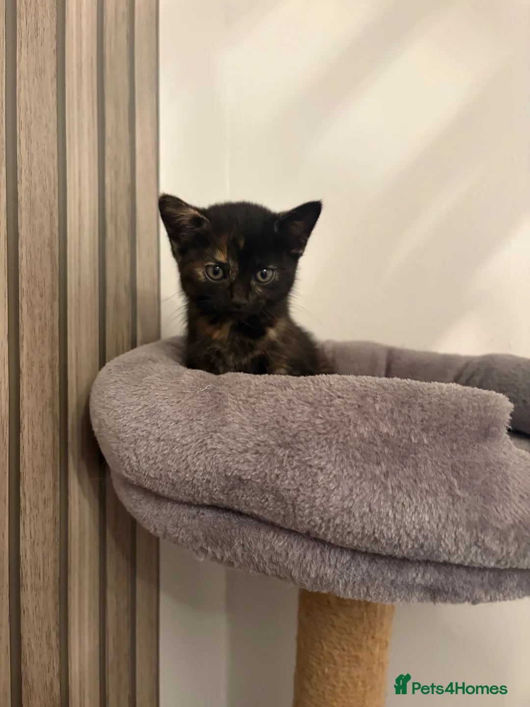 Mixed Breed cats for sale: Kittens - Advert 9