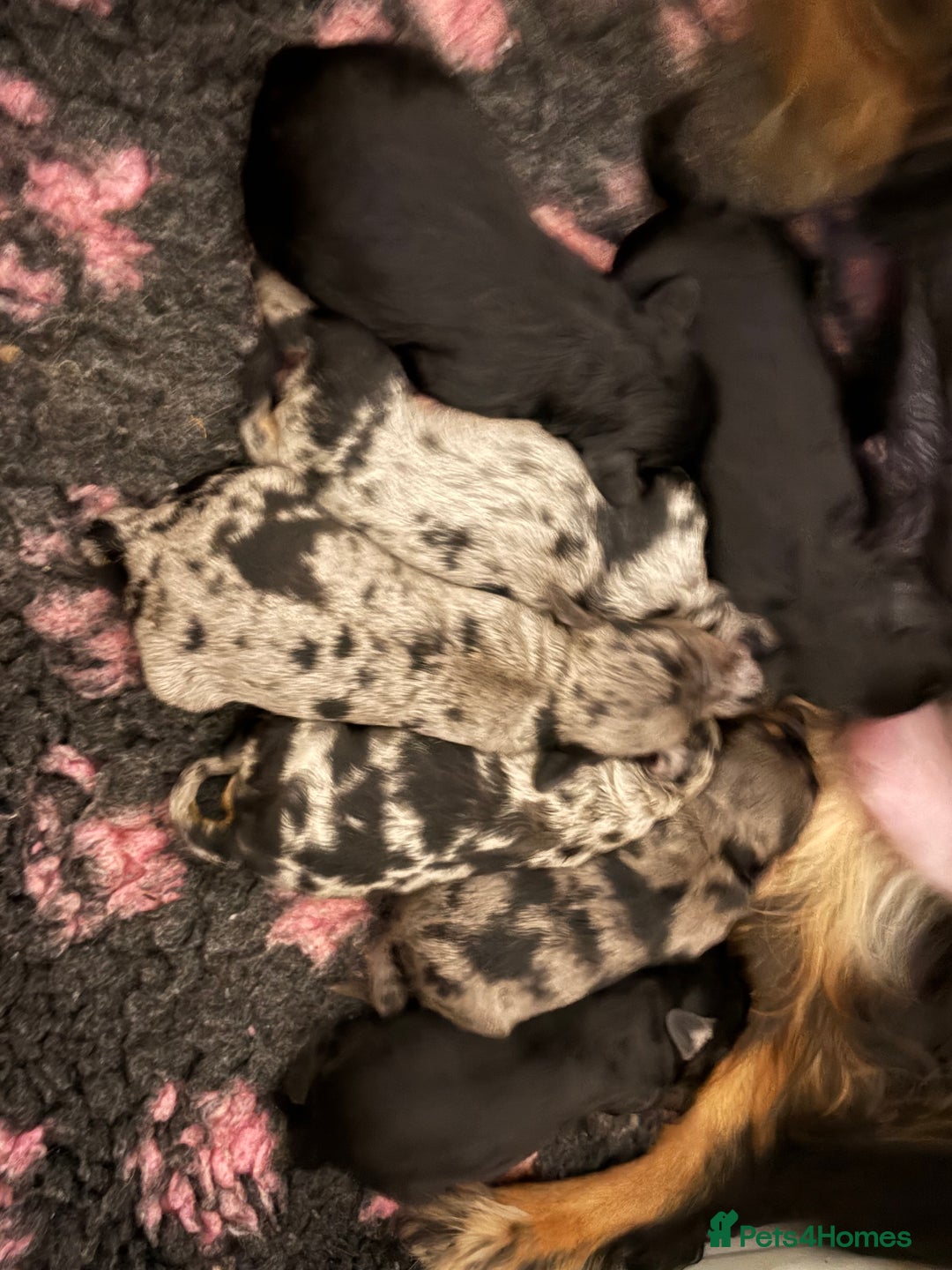 Cavapoo dogs for sale: ⭐ F1 Merle Cavapoos Extensively Health Tested⭐ - Image 3