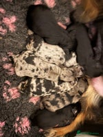 Cavapoo dogs - Advert 6