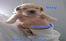 Cavapoochon dogs for sale: Litter of cavapoochons - Image 12