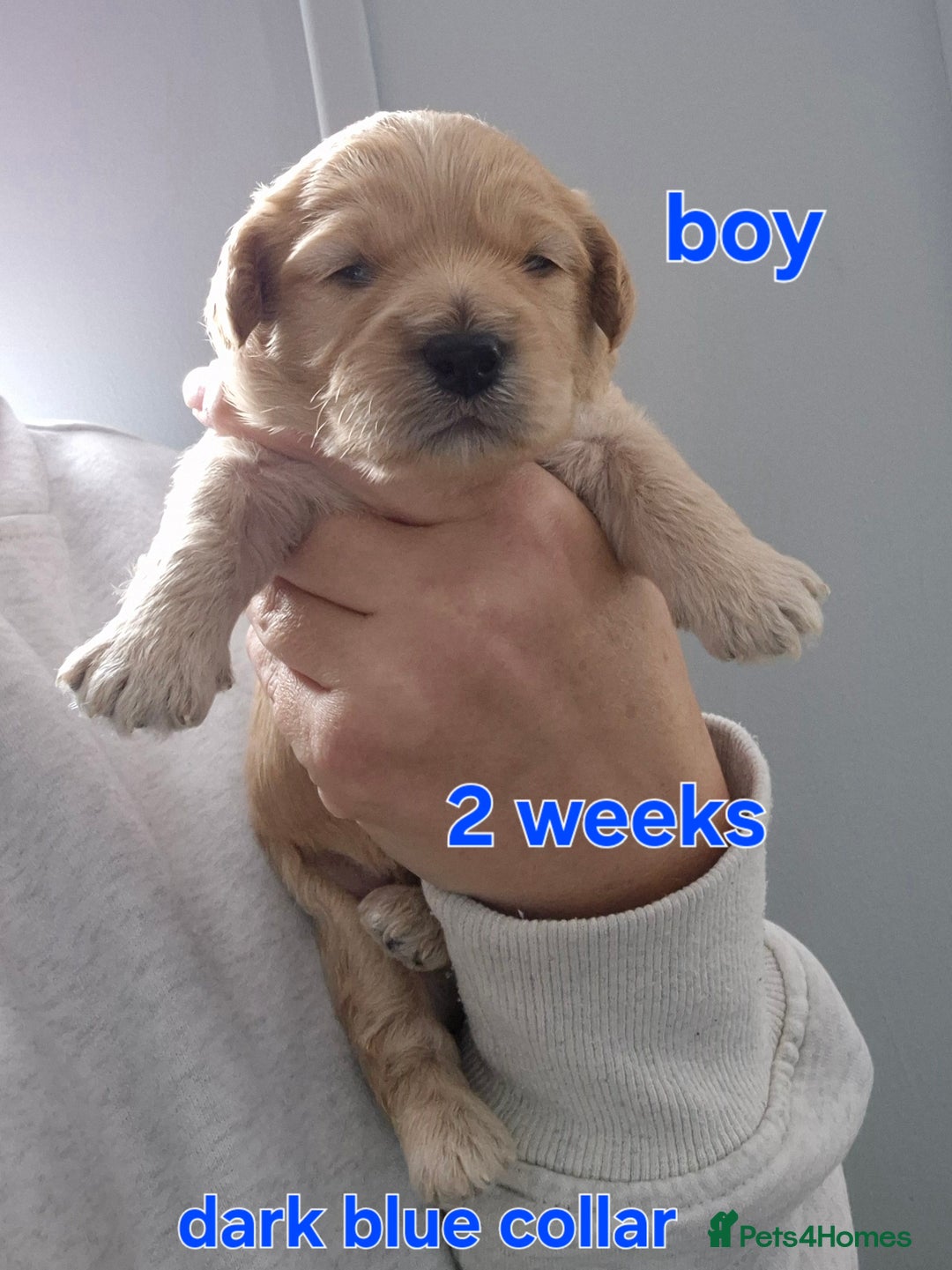 Cavapoochon dogs for sale: Litter of cavapoochons - Image 12