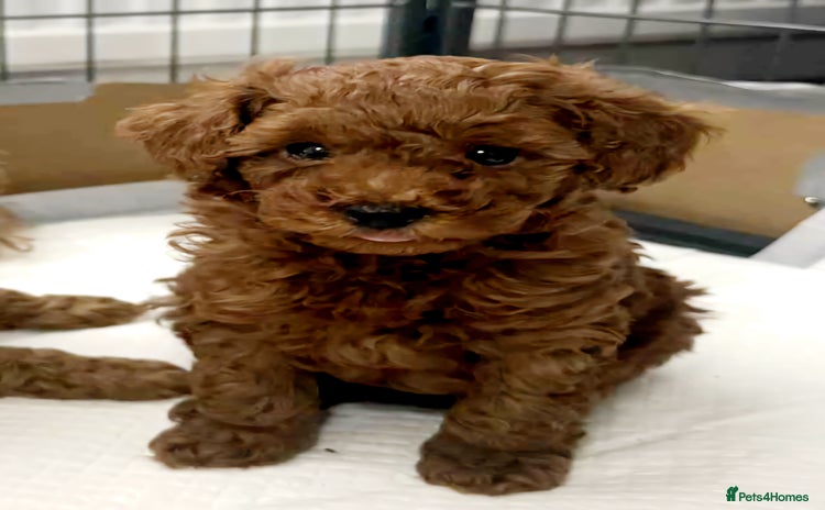 Toy Poodle dogs - Advert 2