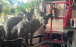 Mixed Breed dogs for sale: Lurcher Siblings - Image 1