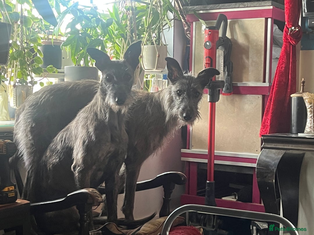 Mixed Breed dogs for sale: Lurcher Siblings - Image 1