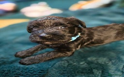 Miniature Schnauzer dogs for sale: 3 puppys left -KC - Miniature Schnauzer Puppies - Image 29