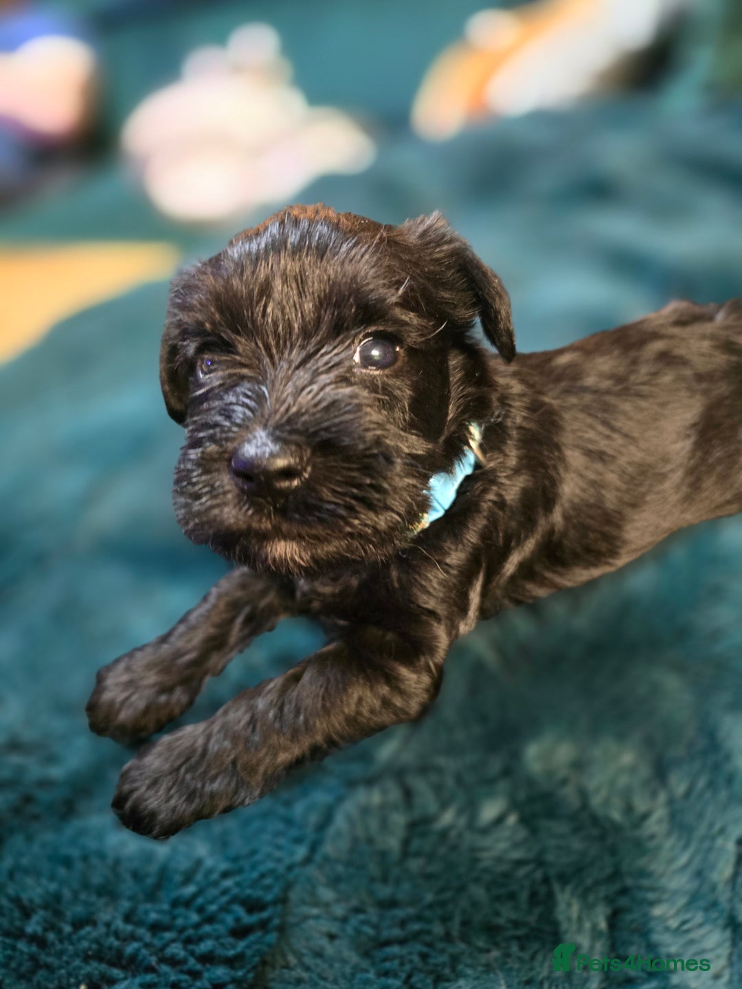 Miniature Schnauzer dogs for sale: 3 puppys left -KC - Miniature Schnauzer Puppies - Image 29