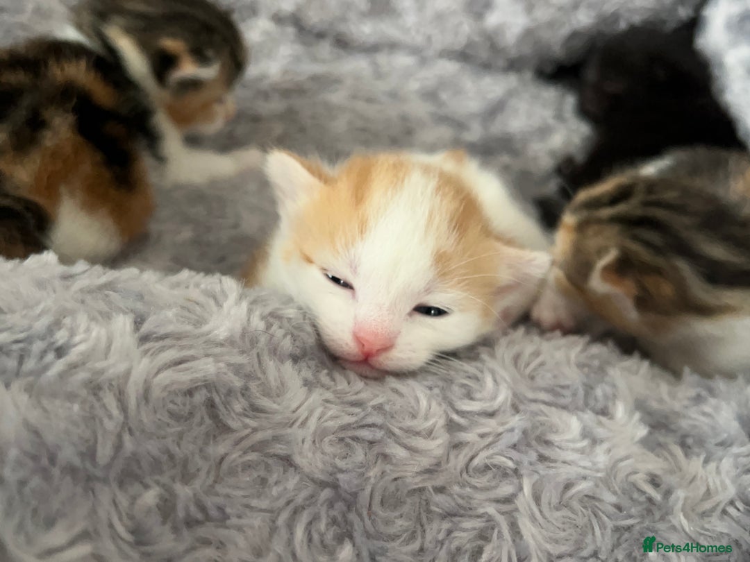 Mixed Breed cats for sale: 3 mixed breed kittens available - Image 11