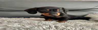 Dachshund Puppy 2