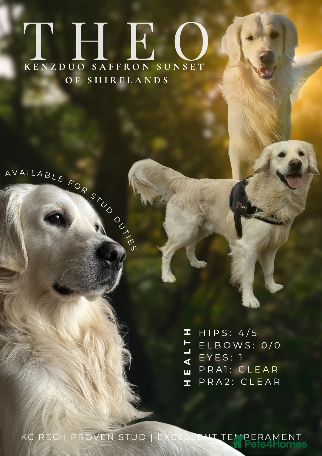Golden Retriever dogs for stud: KC reg & health tested cream golden retriever - Advert 1