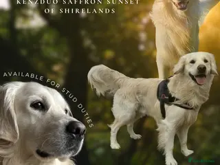 Golden Retriever dogs KC reg & health tested cream golden retriever - Advert 16