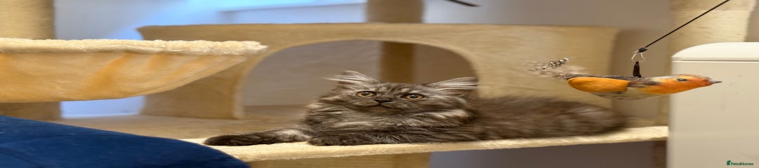 Persian Kitten 1